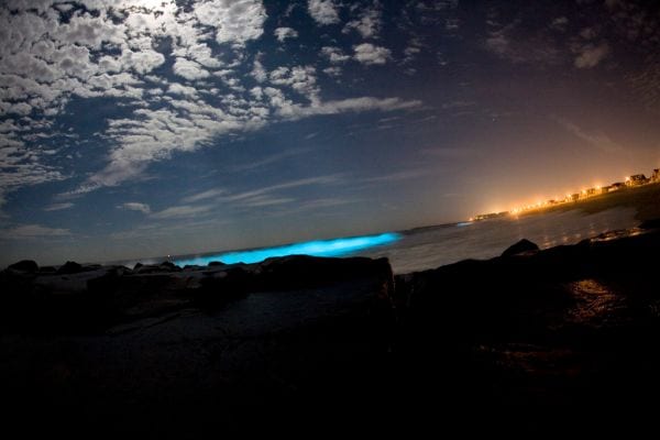 See bioluminescent water