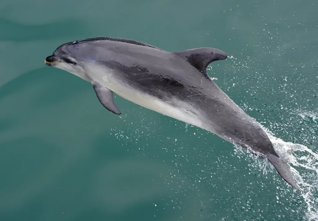 Swim with dolphins