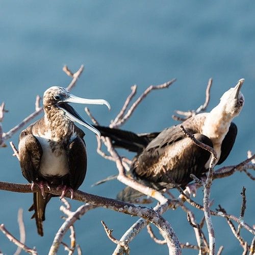 Visit the Galápagos Islands