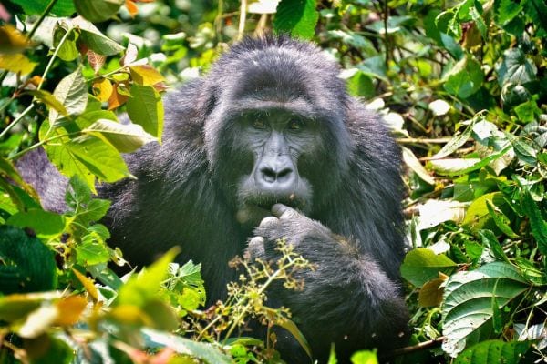 Visit mountain gorillas