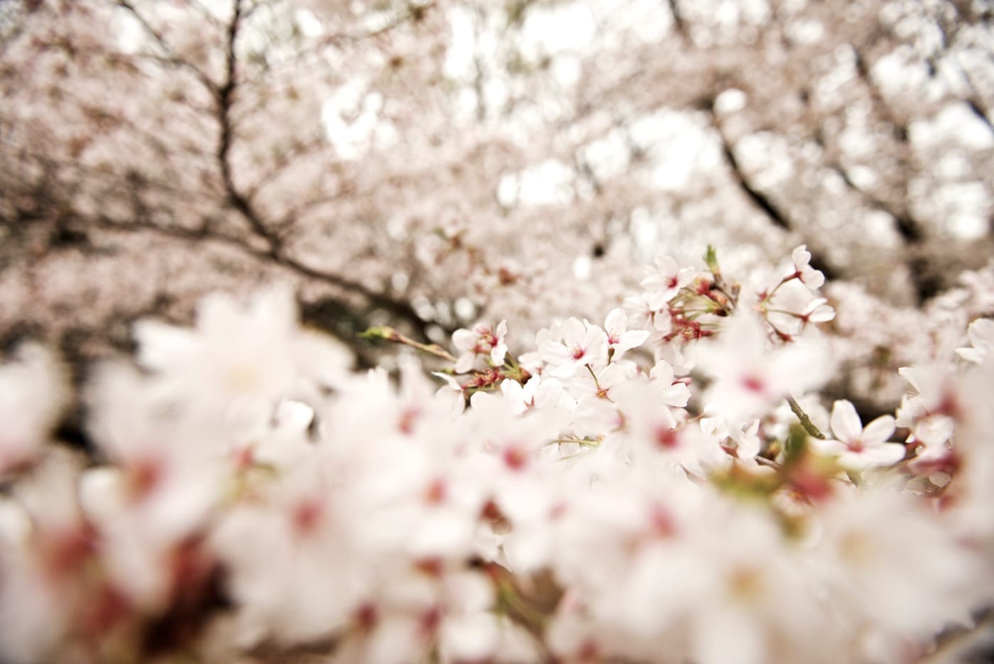 Cherry blossom in Japan