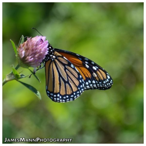 See the butterfly migration