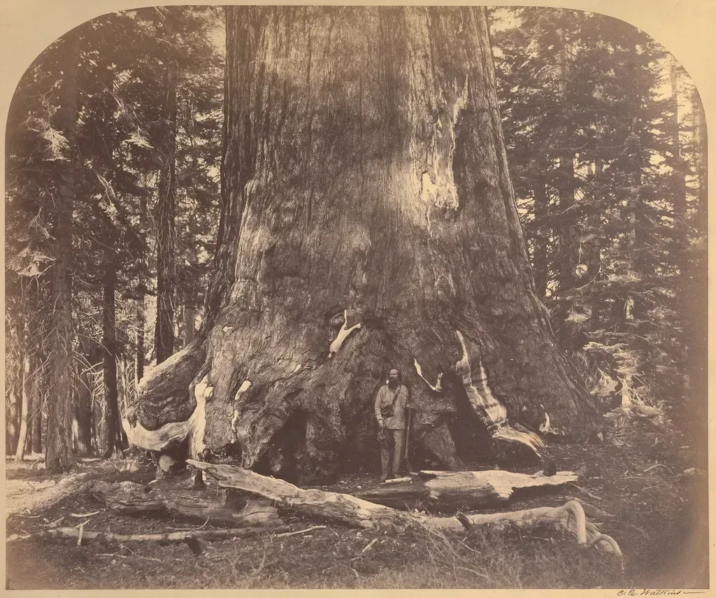 Marvel at giant sequoias