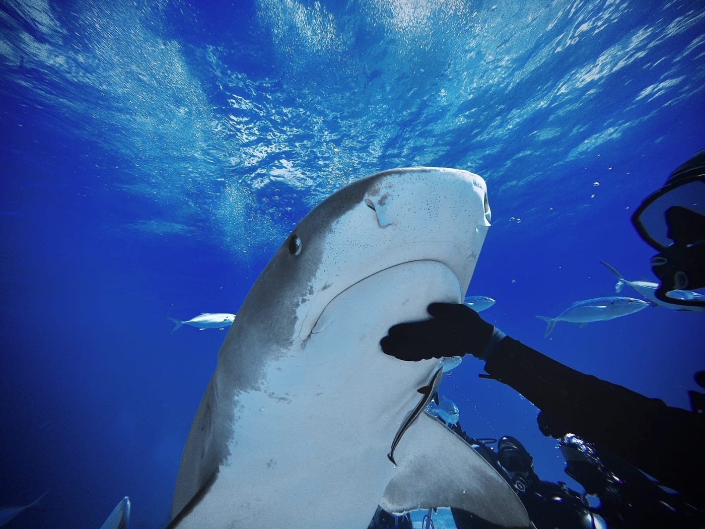 Dive with sharks